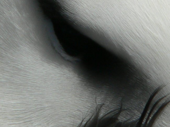 ../../Pictures/241209/064 blackbrowded Albatross.JPG